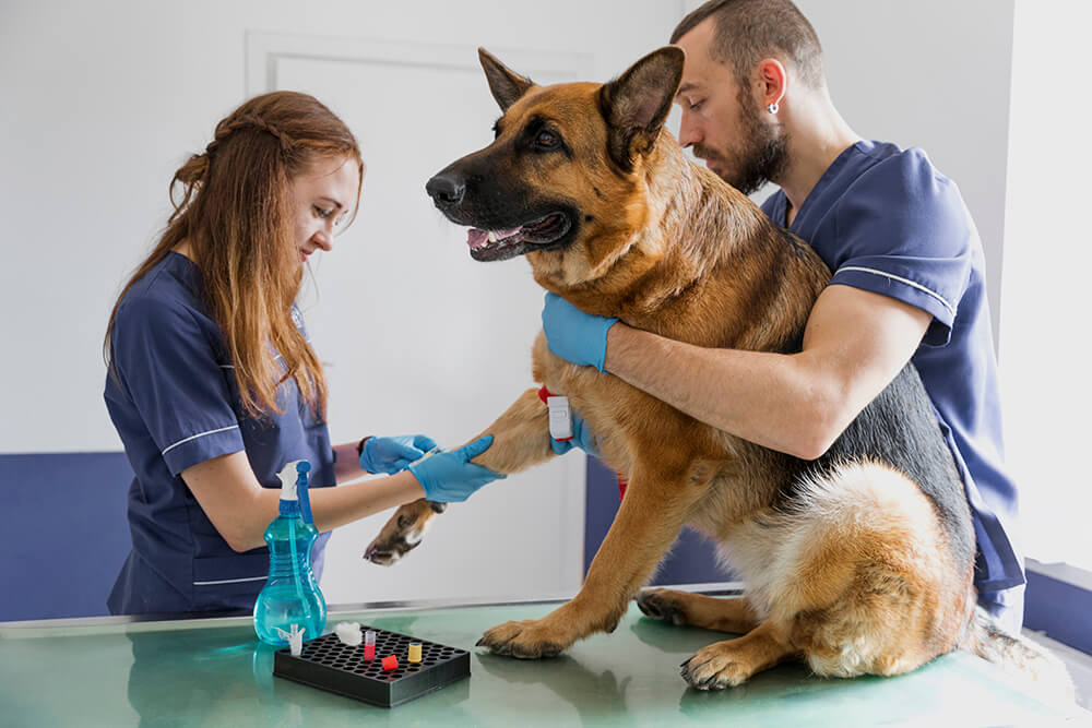 image of companies hiring an animal attendant