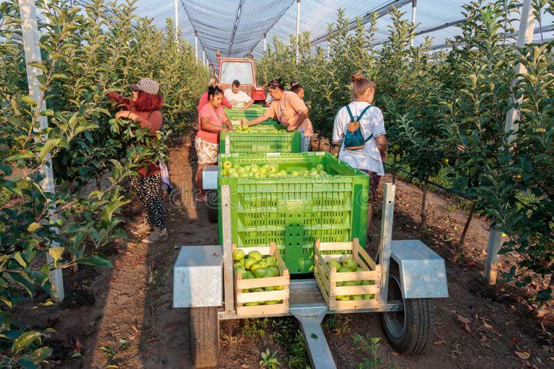 image of orchard workers