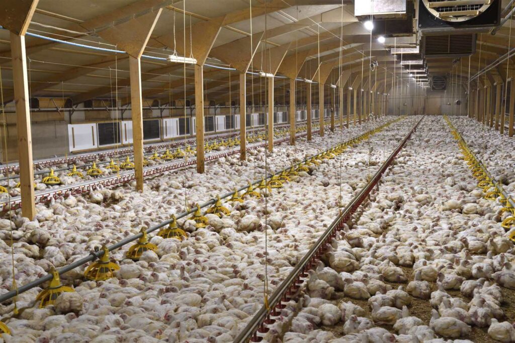 Image of Moy Park poultry offering jobs in the UK for international applicants