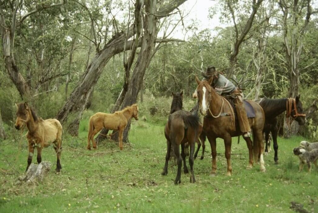 Image of 25 wild horses in the Clutha district, for people in moving to New Zealand for agricultural work