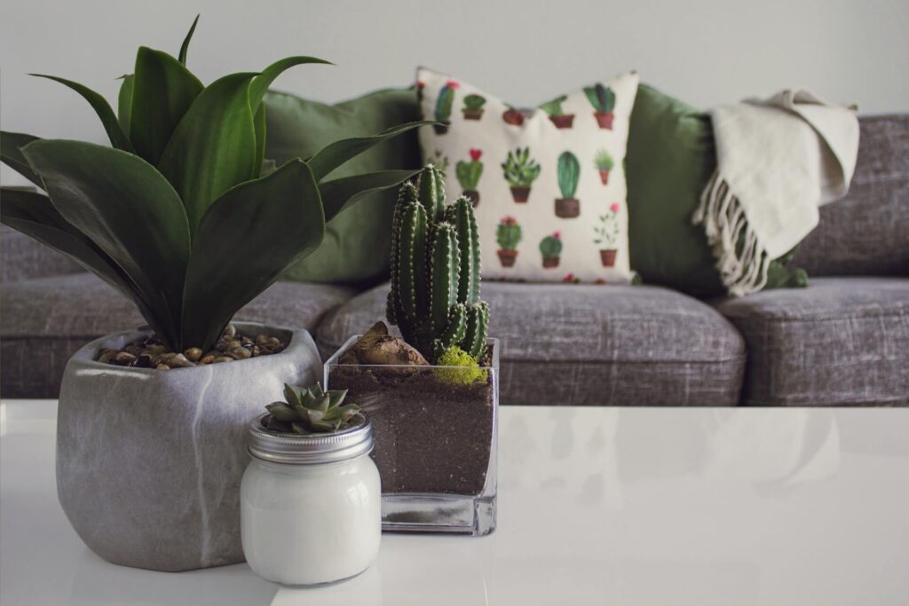 A simple home décor that features a cactus and some plants on the center table as well as some chairs in the living room