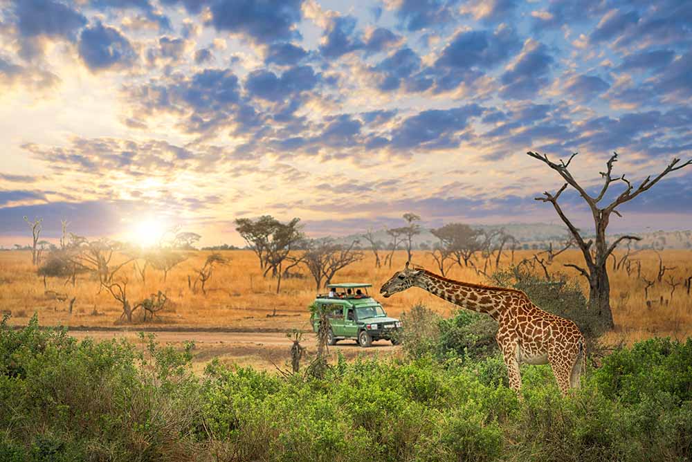 driving through the safari in Zanzibar